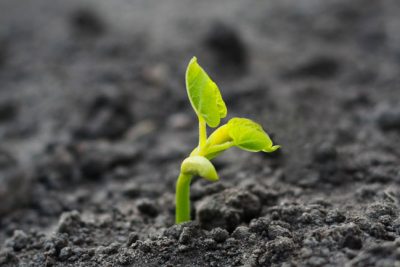 Mục đích của sự sống là gì?